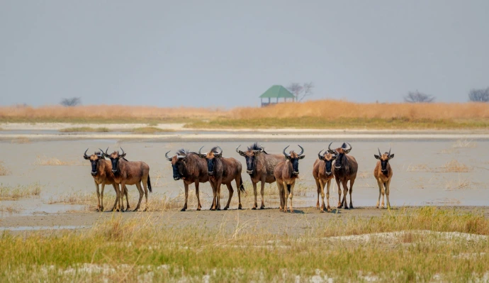 A herd of wildebeest stand in a dry grassy plain.